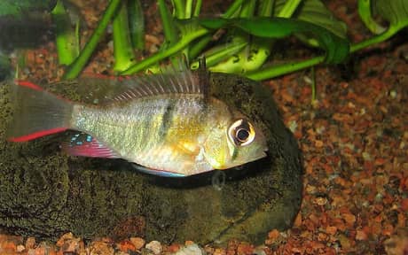 Bolivian Ram