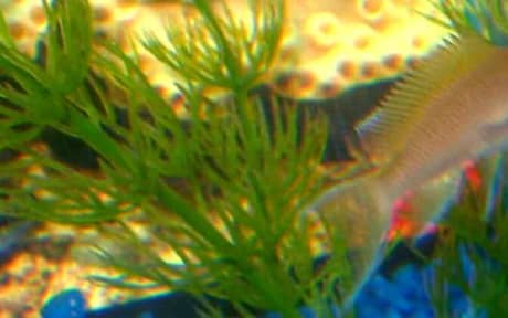 Brichardi Cichlid