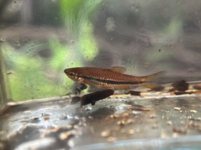 Brilliant Rasbora