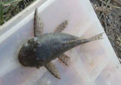 Bristlenose Pleco