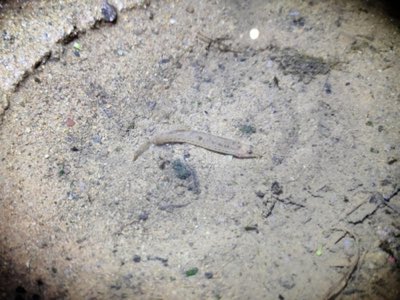 Burmese Loach