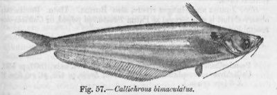 Butter Catfish