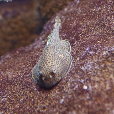 Butterfly Hillstream Loach