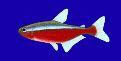 Cardinal Tetra