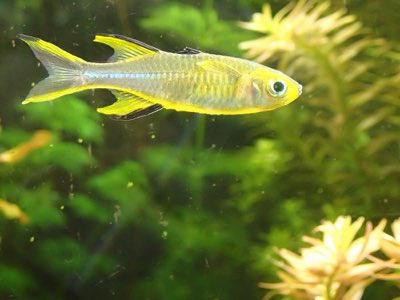 Celebes Rainbowfish