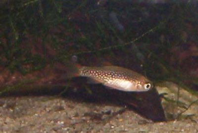 Celestial Pearl Danio
