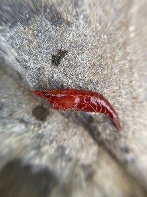 Cherry Shrimp