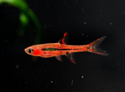 Chili Rasbora