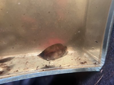 Chocolate Gourami