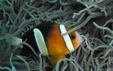 Clarkii Clownfish