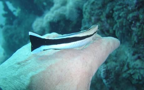 Cleaner Wrasse