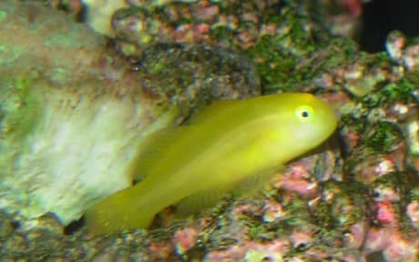 Clown Goby