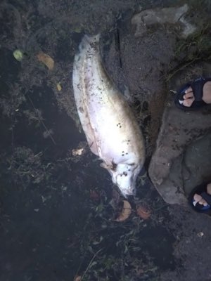Clown Knifefish