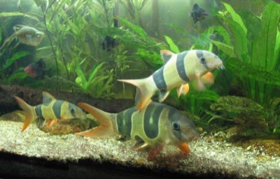 Clown Loach