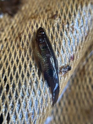Clown Rasbora