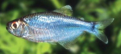 Cochu's Blue Tetra