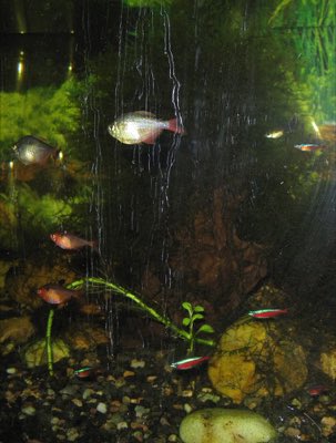 Colombian Tetra
