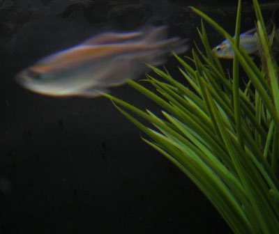 Congo Tetra