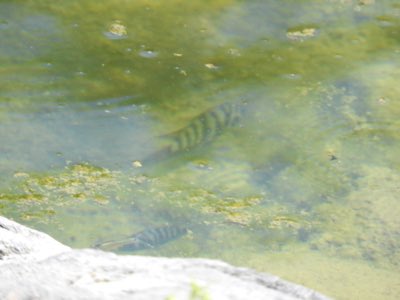 Convict Cichlid