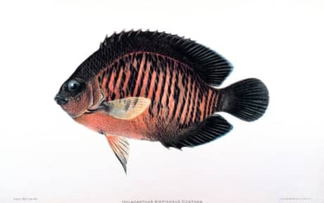 Coral Beauty Angelfish
