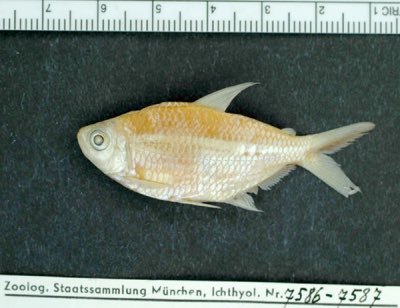 Costa's Tetra