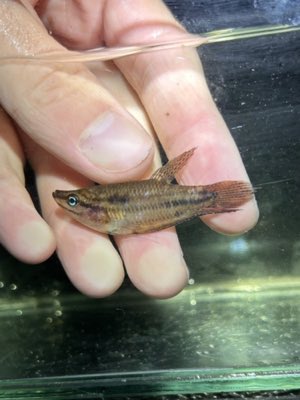 Croaking Gourami