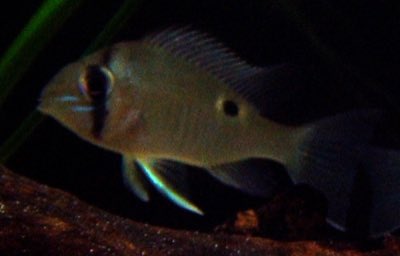 Cupid Cichlid