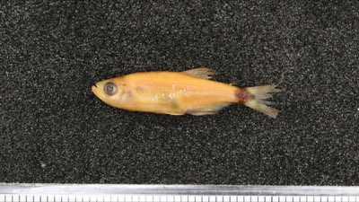 Dawn Tetra