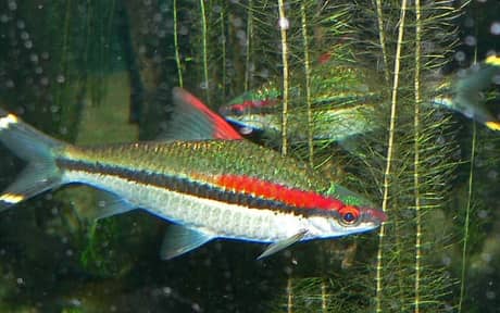 Denison Barb