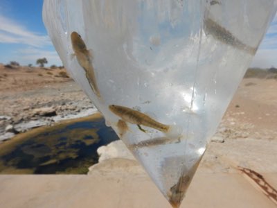 Desert Goby