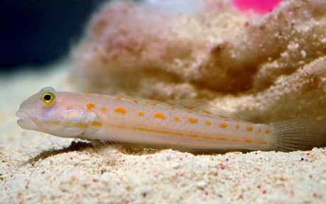 Diamond Goby