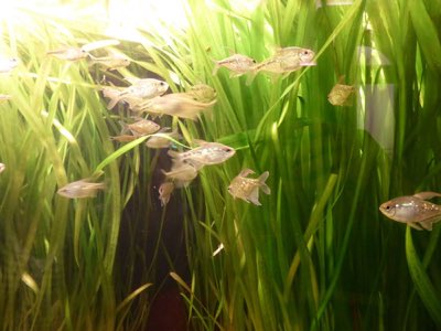 Diamond Tetra