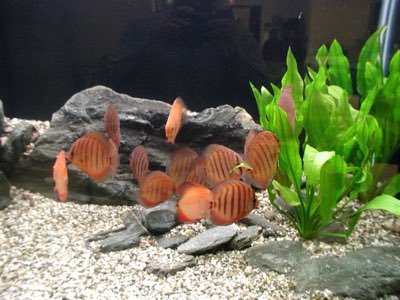 Discus