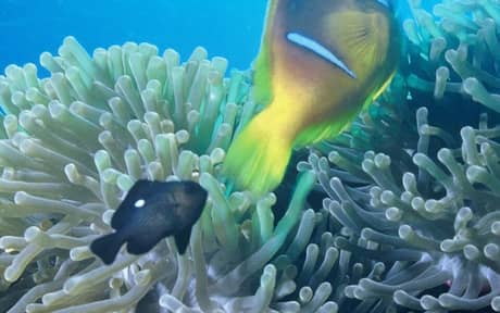 Domino Damselfish