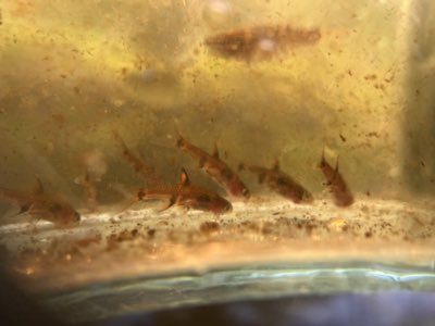 Dwarf Spotted Rasbora