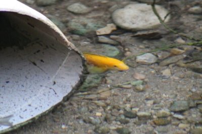 Electric Yellow Cichlid