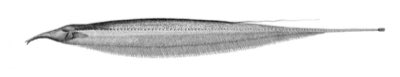 Elephant-nose Knifefish