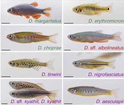 Emerald Dwarf Danio