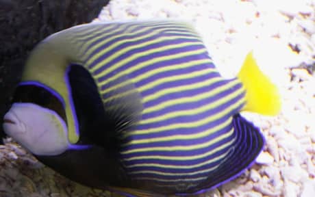 Emperor Angelfish