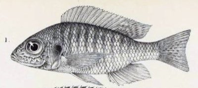 Emperor Peacock Cichlid