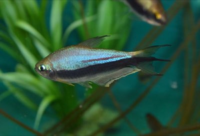 Emperor Tetra