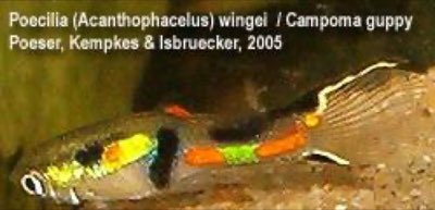 Endler's Livebearer