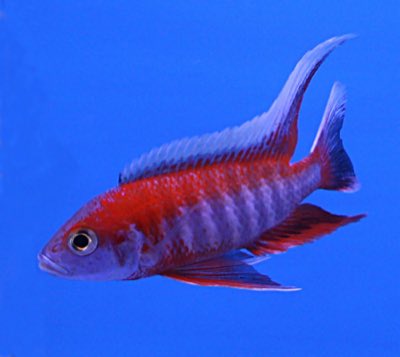 Eureka Red Peacock Cichlid