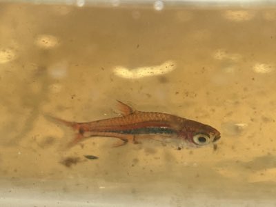 Exclamation Point Rasbora