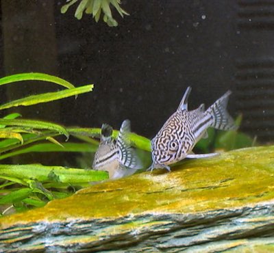 False Julii Corydoras