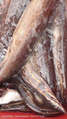 Fire Eel
