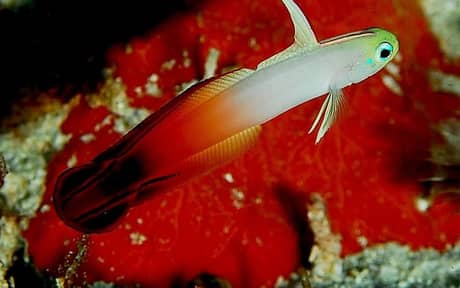 Firefish