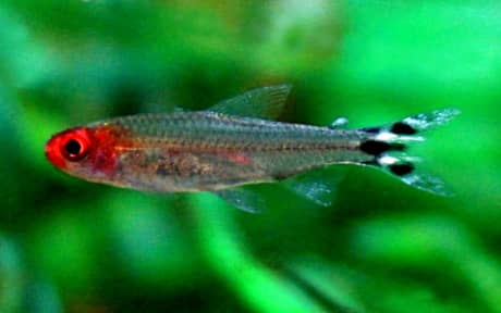 Firehead Tetra