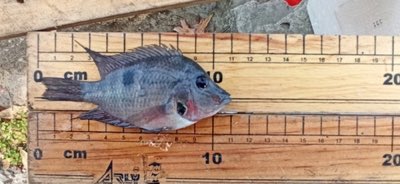 Firemouth Cichlid