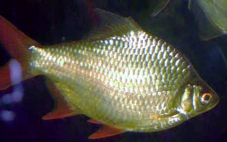 Five-banded Barb
